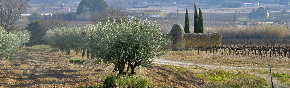 DÃ©monstration de taille de l'olivier