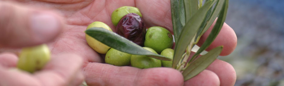 Olives vertes et olives noires