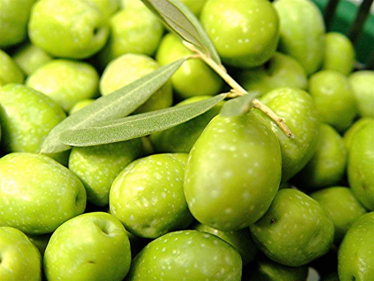 Les olives vertes de table