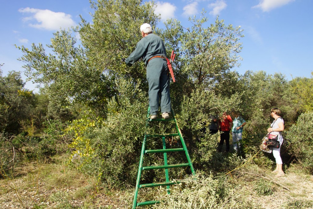 Fête de l'olive et du vin du 19 Octobre 2014 à la Fare Les Oliviers