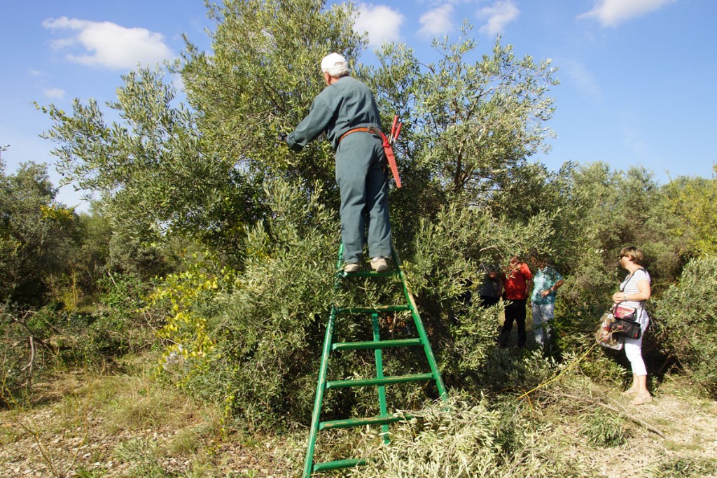 Fte de l'olive et du vin du 19 Octobre 2014  la Fare Les Oliviers