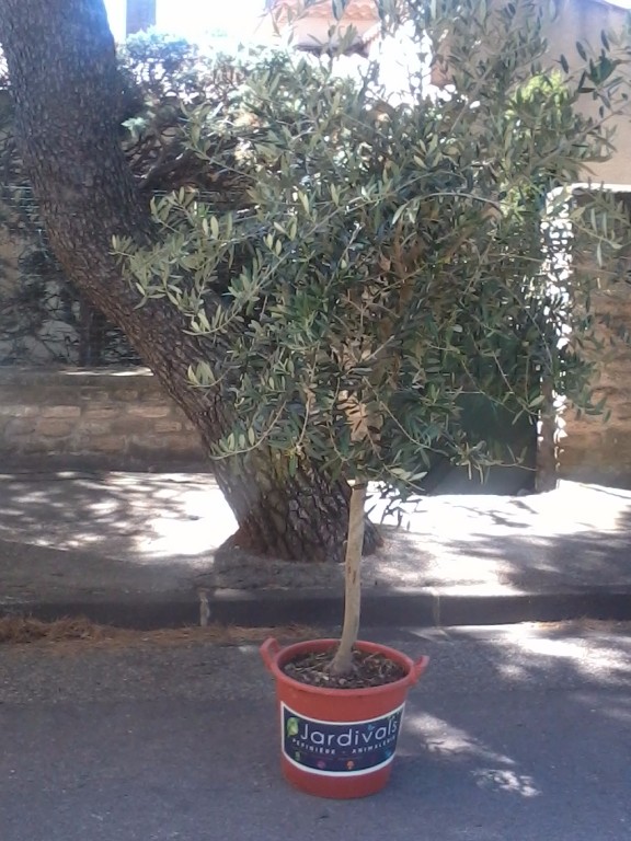 Stand à Lançon de Provence le 20 Juin 2015 pour la fête du terroir