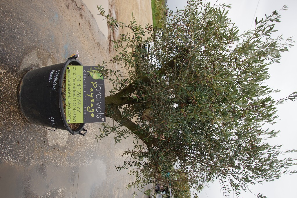 Fête de l'Olive et du Vin du 18 Octobre 2015 à La Fare Les Oliviers