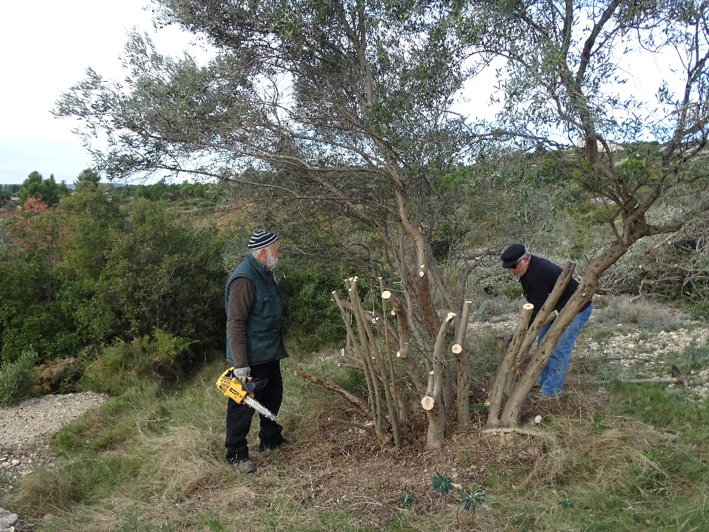 Premire rhabilitation des Oliviers du Castellas le 28 Novembre 2016