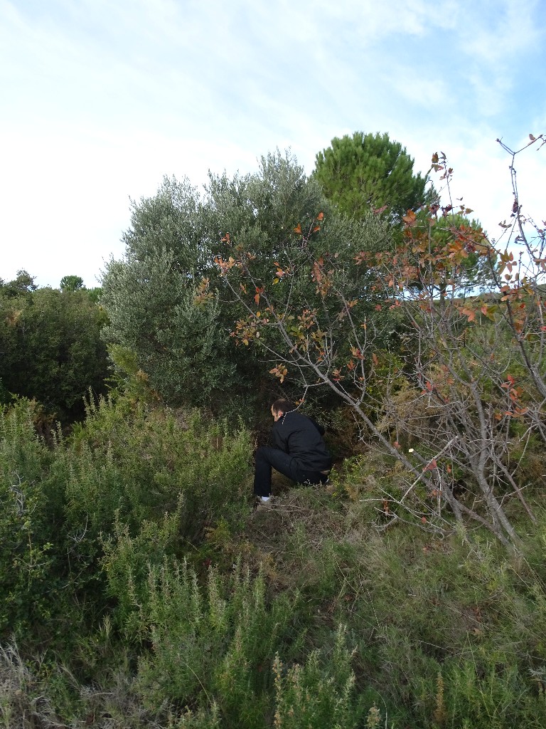 Premire rhabilitation des Oliviers du Castellas le 28 Novembre 2016