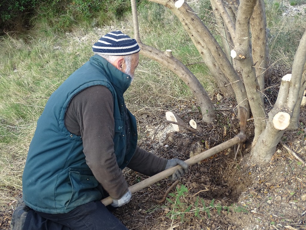 Premire rhabilitation des Oliviers du Castellas le 28 Novembre 2016