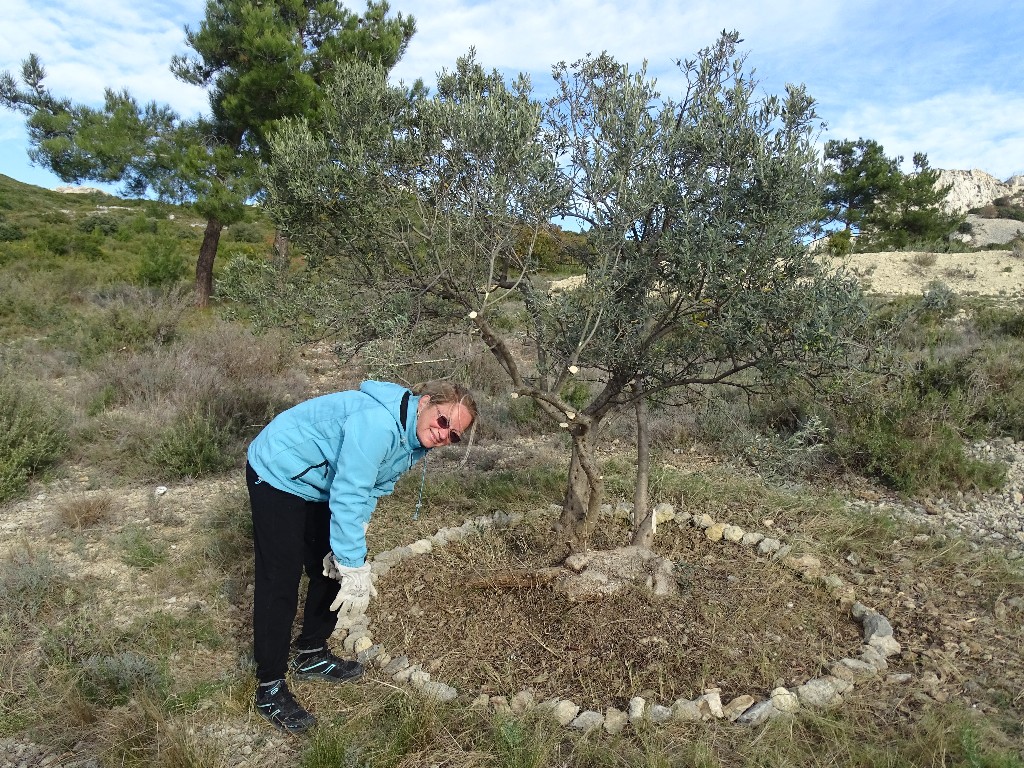 Premire rhabilitation des Oliviers du Castellas le 28 Novembre 2016