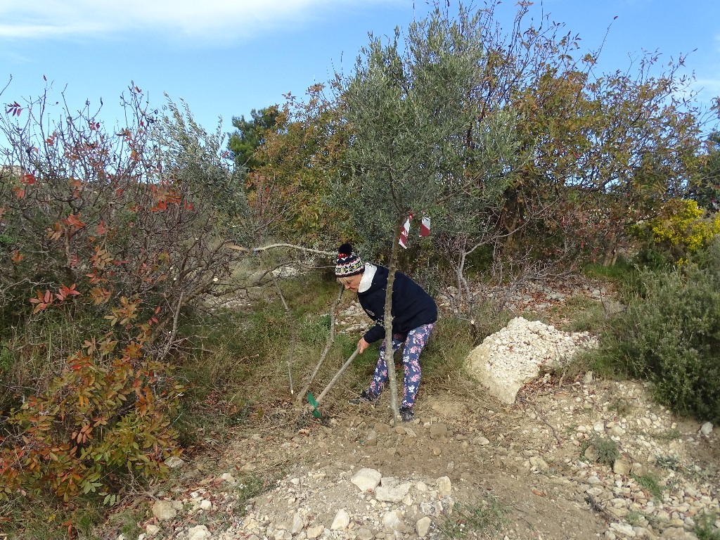 Premire rhabilitation des Oliviers du Castellas le 28 Novembre 2016