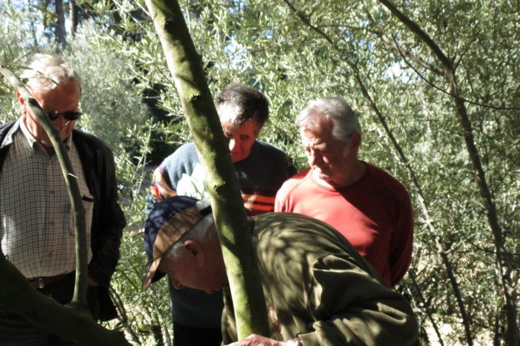 Démonstration de greffe d'Olivier au domaine de Mme Pascal à Coudoux