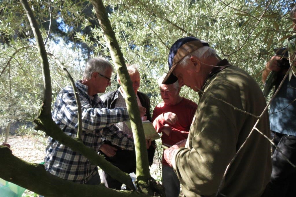 Démonstration de greffe d'Olivier au domaine de Mme Pascal à Coudoux