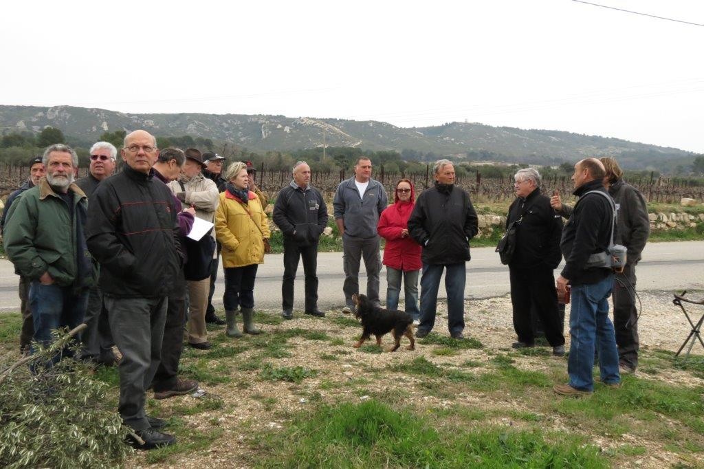 Acopa confrérie taille olivier huile olives