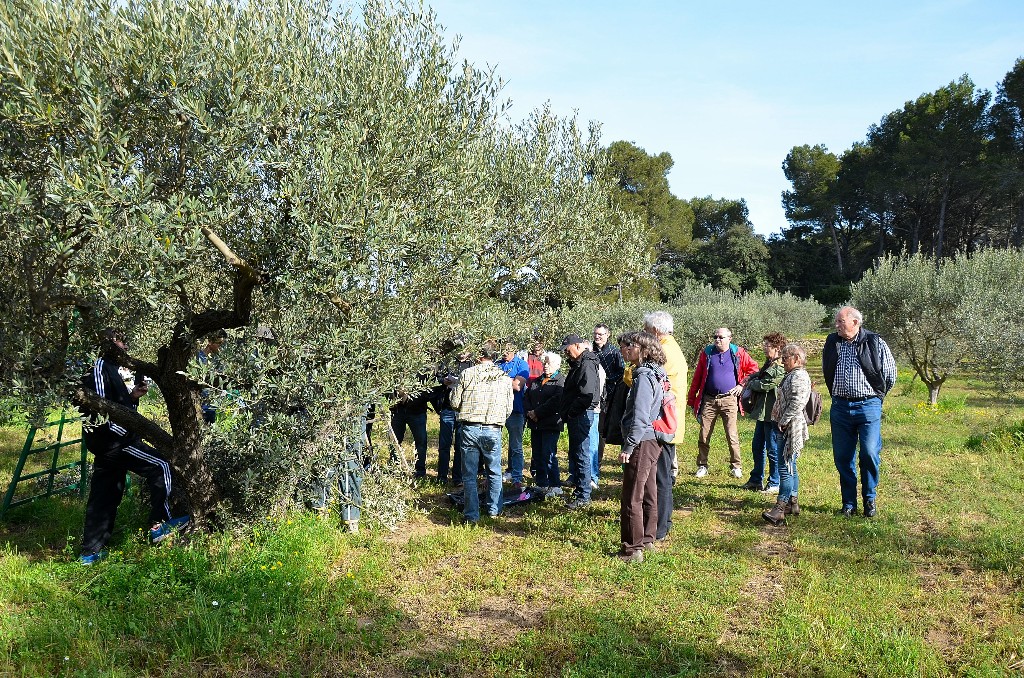 Dmonstration de taille au Domaine de Lunard