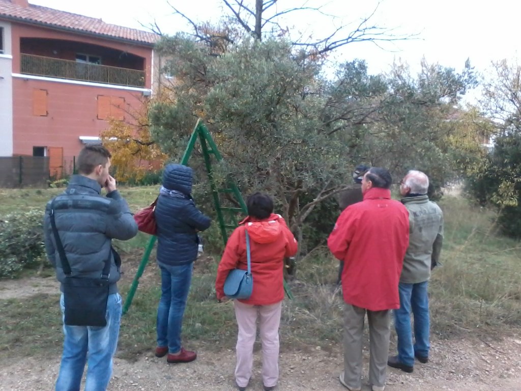 Acopa confrérie taille olivier huile olives