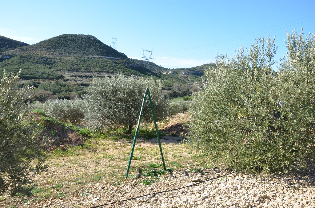démonstration de taille au Mas Bleu