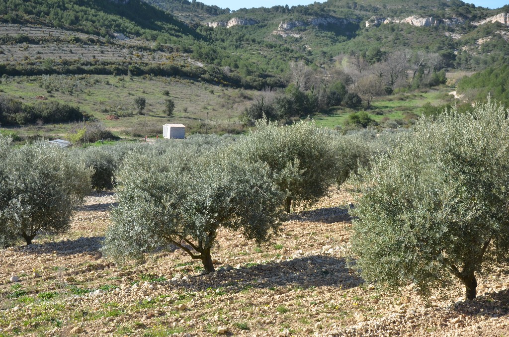 dmonstration de taille au Mas Bleu