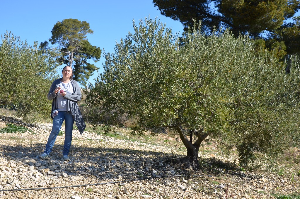 démonstration de taille au Mas Bleu