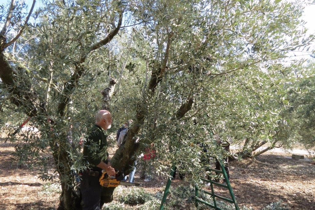 Démonstration de taille au domaine Merici