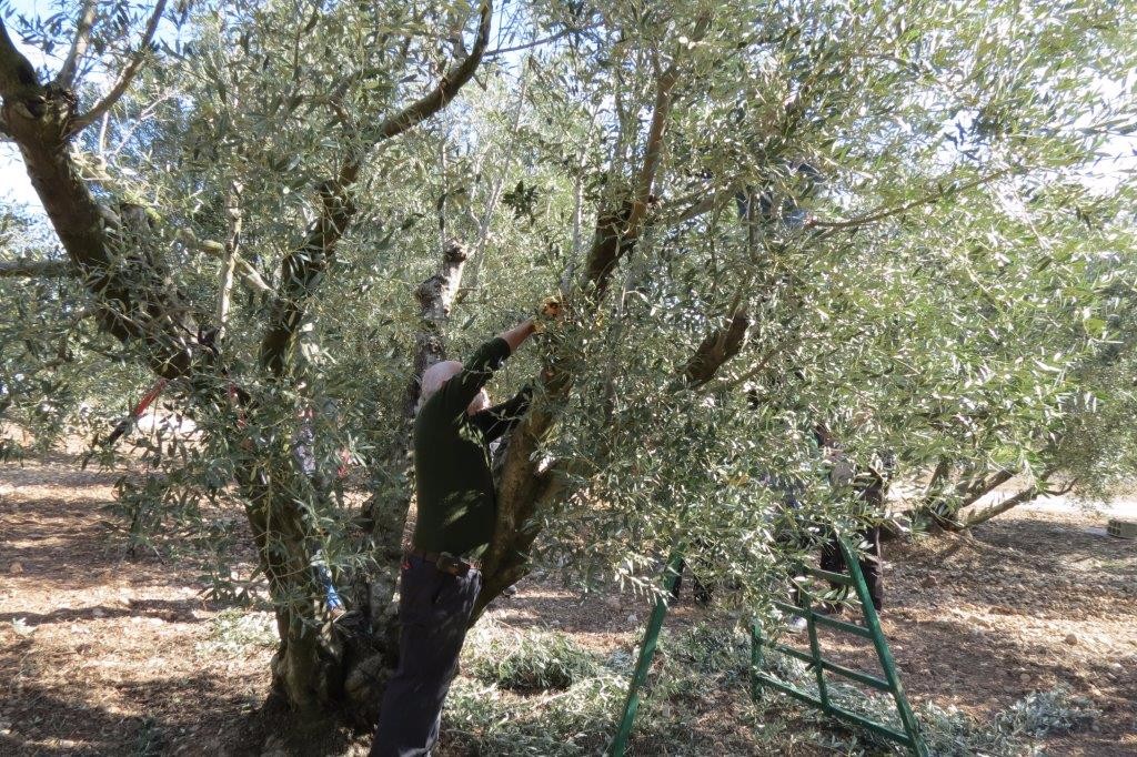 Démonstration de taille au domaine Merici