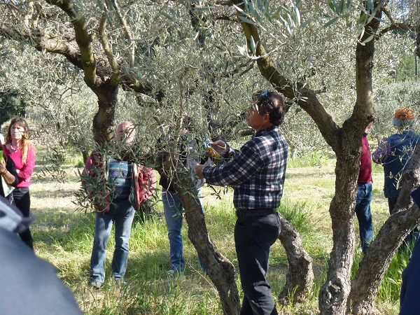 Dmonstration de taille et Aoli Gant au domaine de Lunard