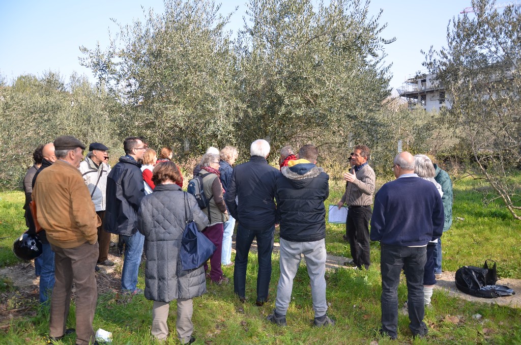 Acopa confrérie taille olivier huile olives