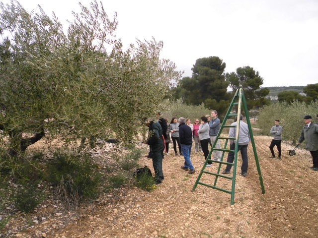 Acopa confrérie taille olivier huile olives