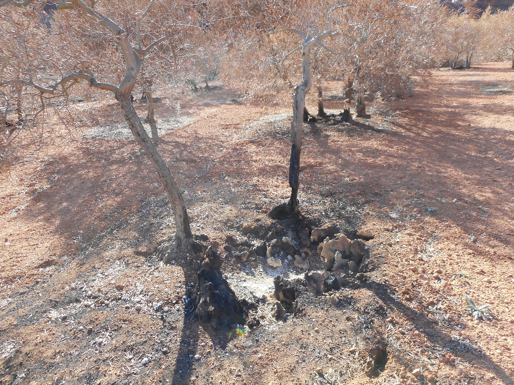 Oliviers dégradés par l'incendie de vitrolles