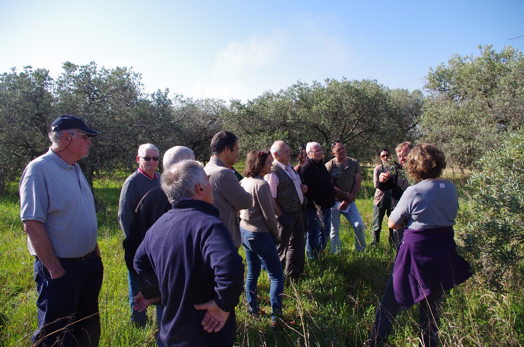 DÃ©monstration de taille d'oliviers au Domaine Roustan Ã  La Fare les Oliviers