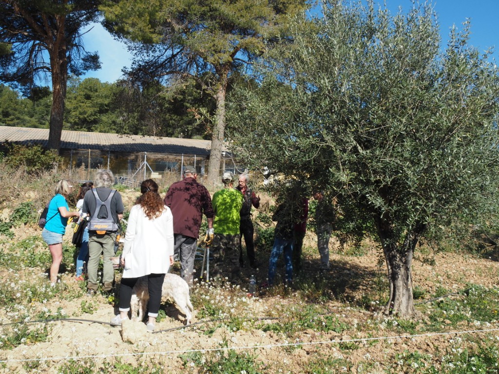 Démo de taille au Mas Bleu