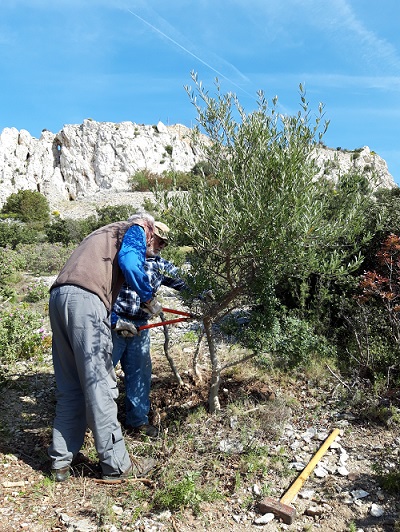 Restructuration des oliviers du Castellas