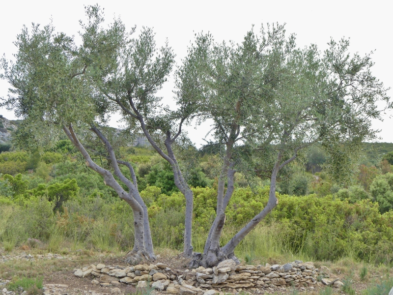 Réhabilitation des oliviers du Castellas