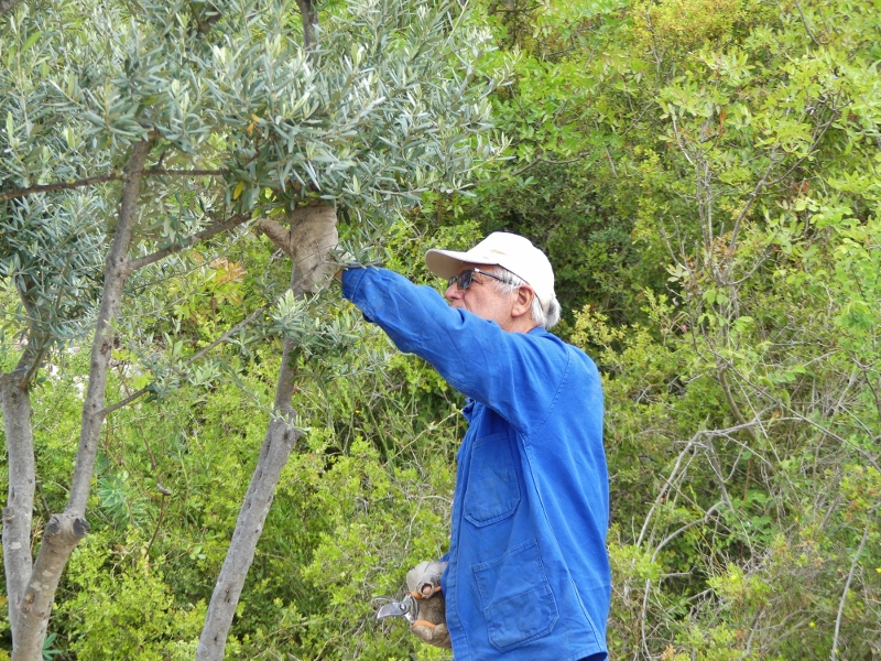 Rhabilitation des oliviers du Castellas