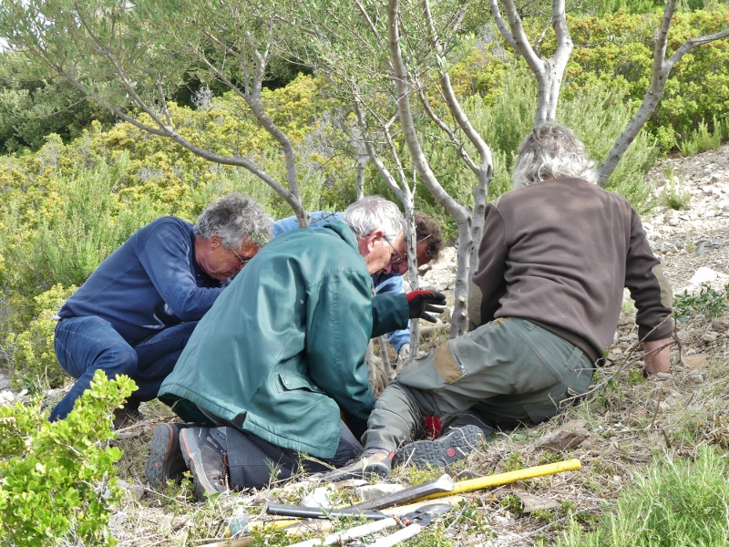 Rhabilitation des oliviers du Castellas