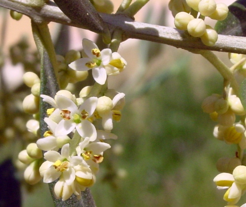 Fleurs et floraison de l'olivier