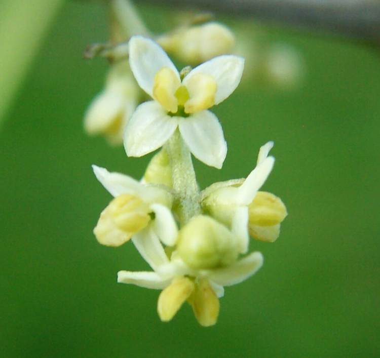 Fleurs et floraison de l'olivier