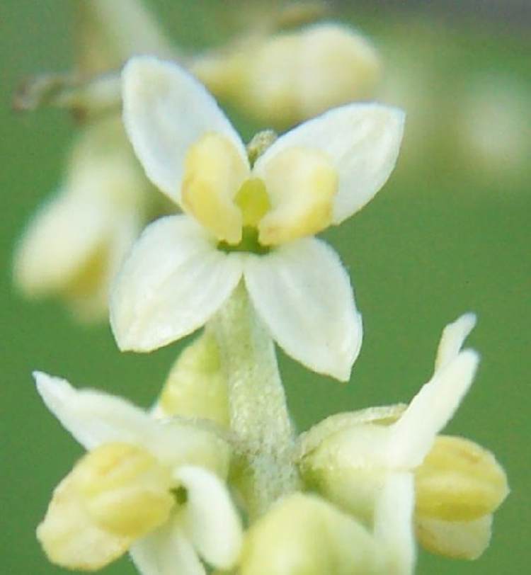 Fleurs et floraison de l'olivier