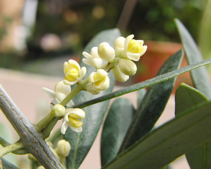 De la fleur à l'olive