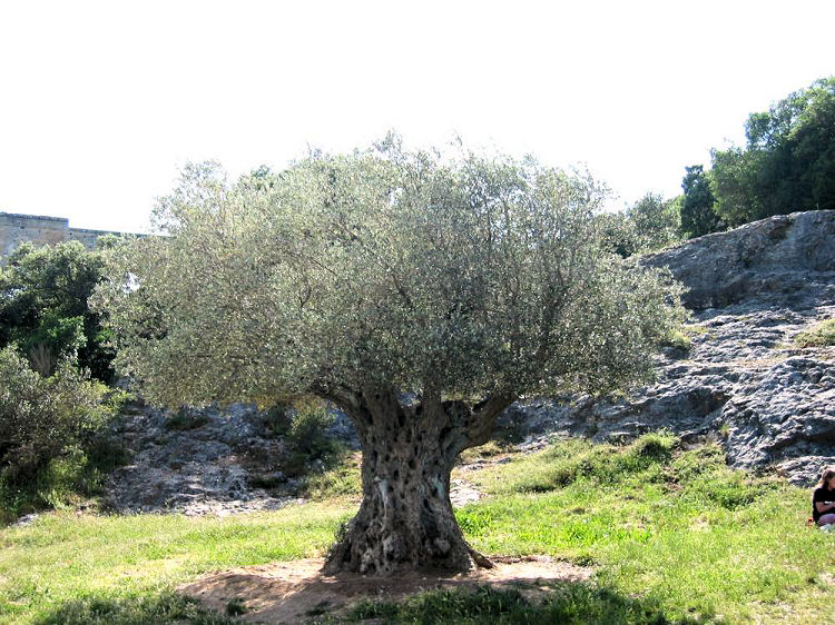 Les trÃ¨s vieux oliviers