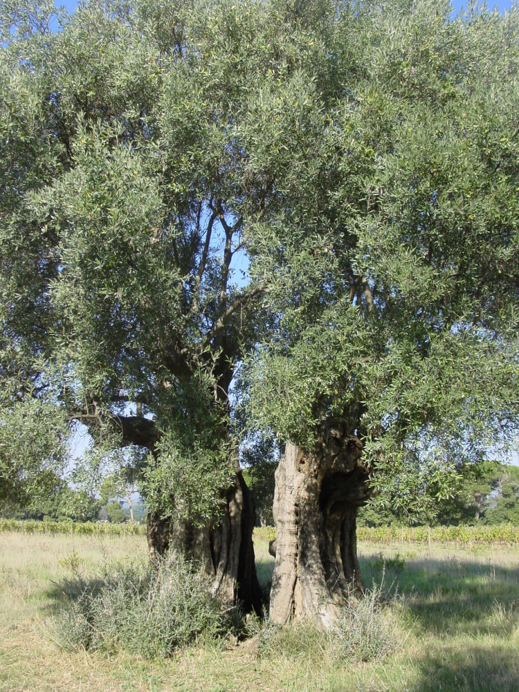 Les trÃ¨s vieux oliviers