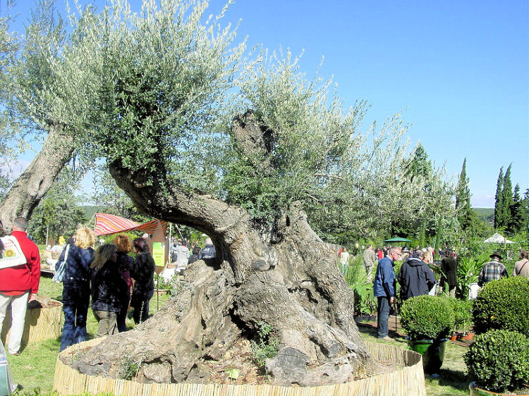 Oliviers de plus de 500 ans